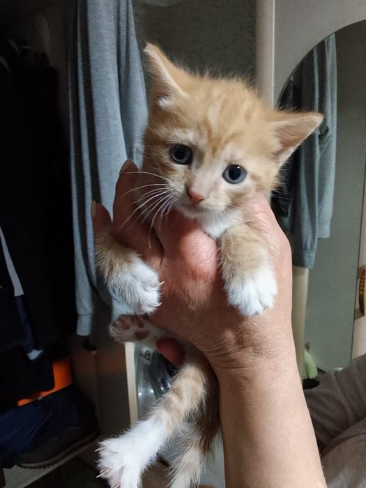 Отдам даром котят