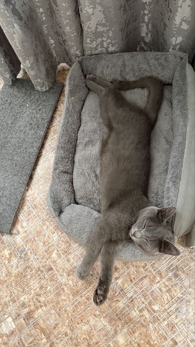 Отдам котенка, девочка