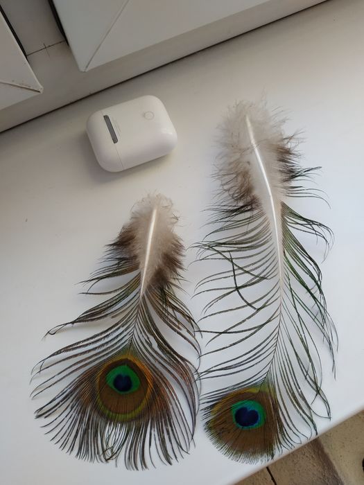 Перья павлина красивые