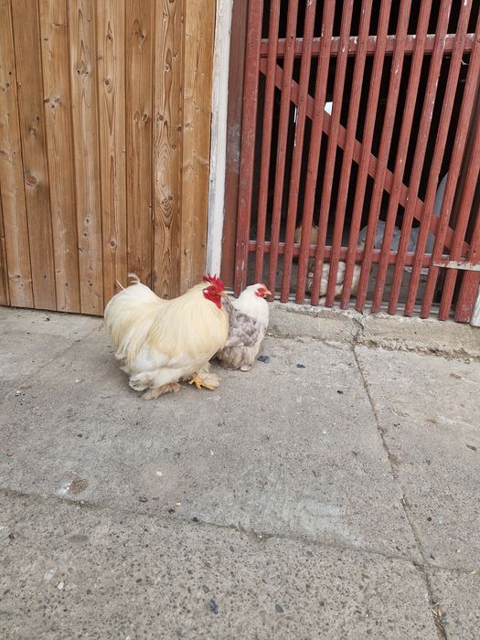 Vând gaini cochinchina pitic bobtail