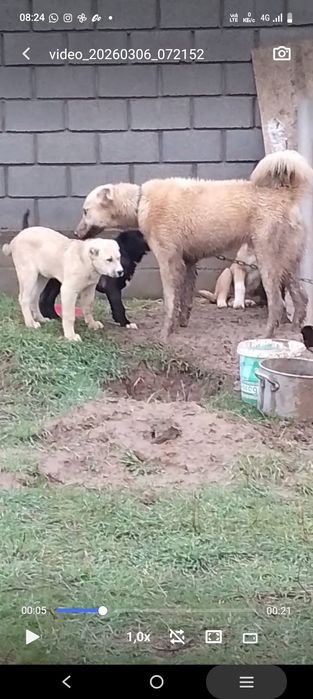 Кушык еркек 9айлык.