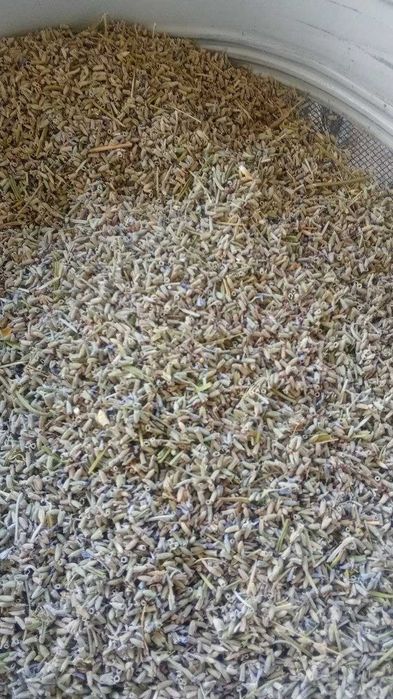 Лаванда Lavanda гули сотилади арзон