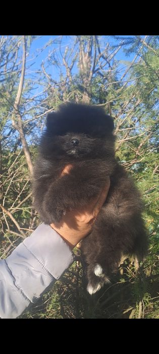 Померан померани