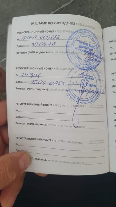 Отдам кошечку в добрые руки