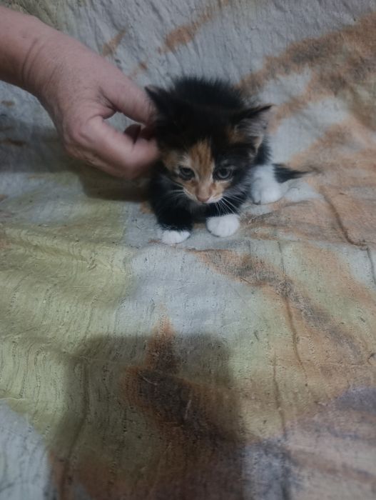 Отдам котенка  даром