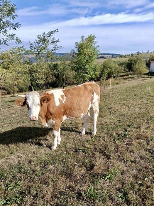 Vând junincă, în vârstă de 2 ani și 3 luni, gestantă în 5 luni