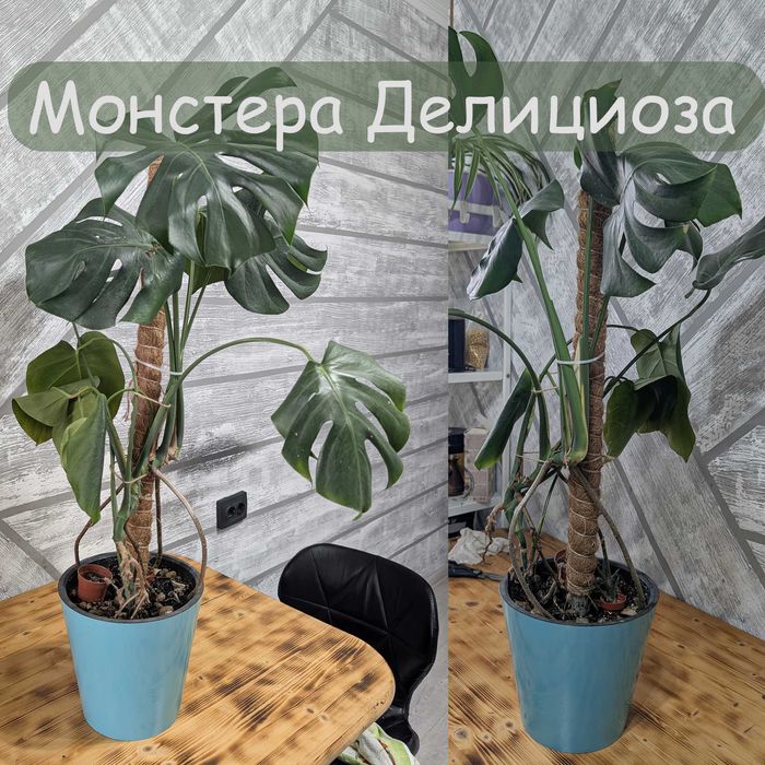 Монстера Делициоза — крупное комнатное растение