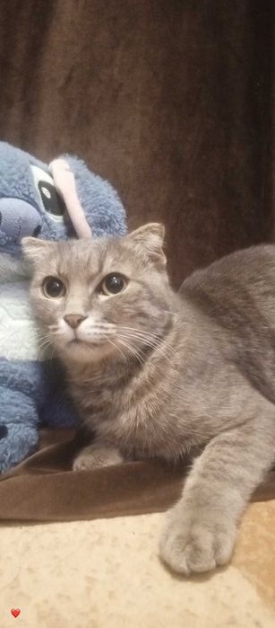 Породистая кошка