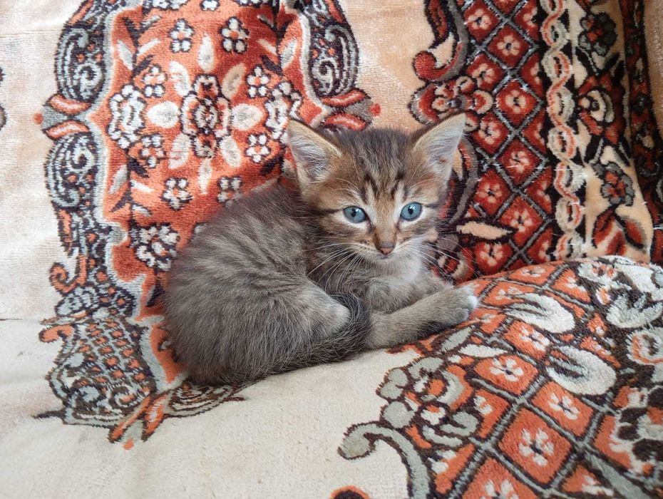 Отдам котят в добрые руки!