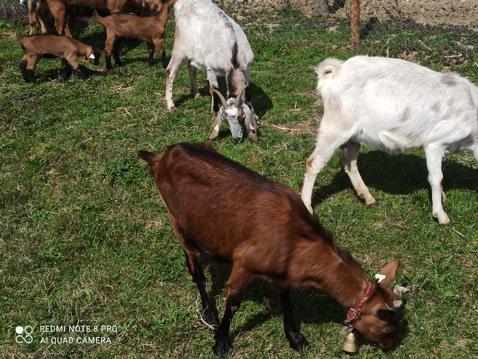 Vând capre alpin francez