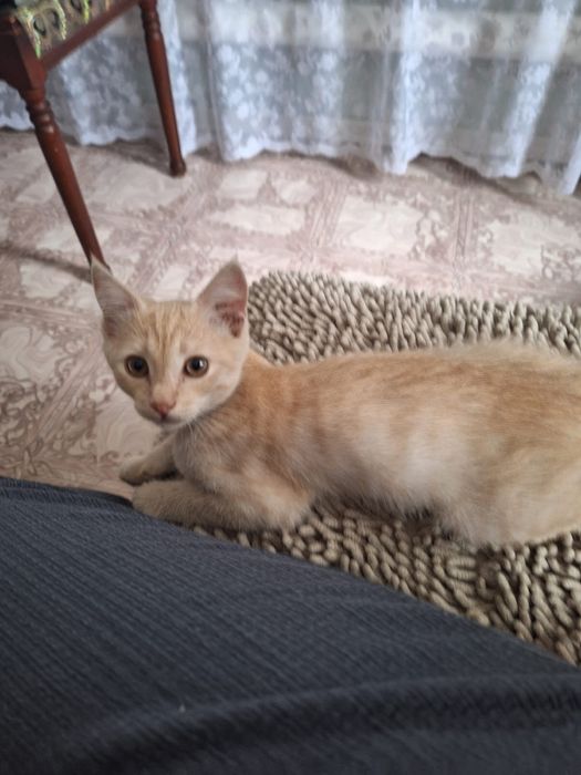 Отдам котёнка. Мальчик