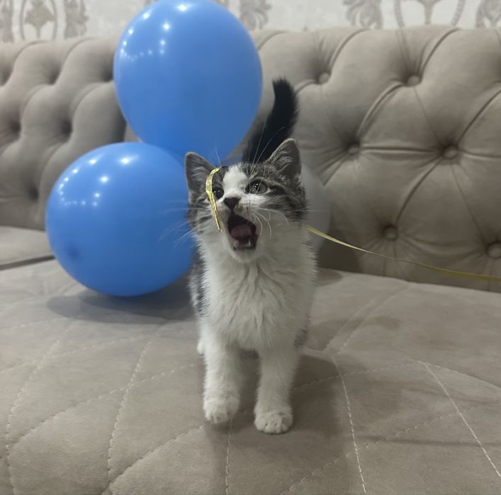 Отдам даром в добрые руки