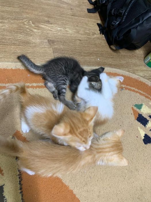 Отдам котят в добрые руки
