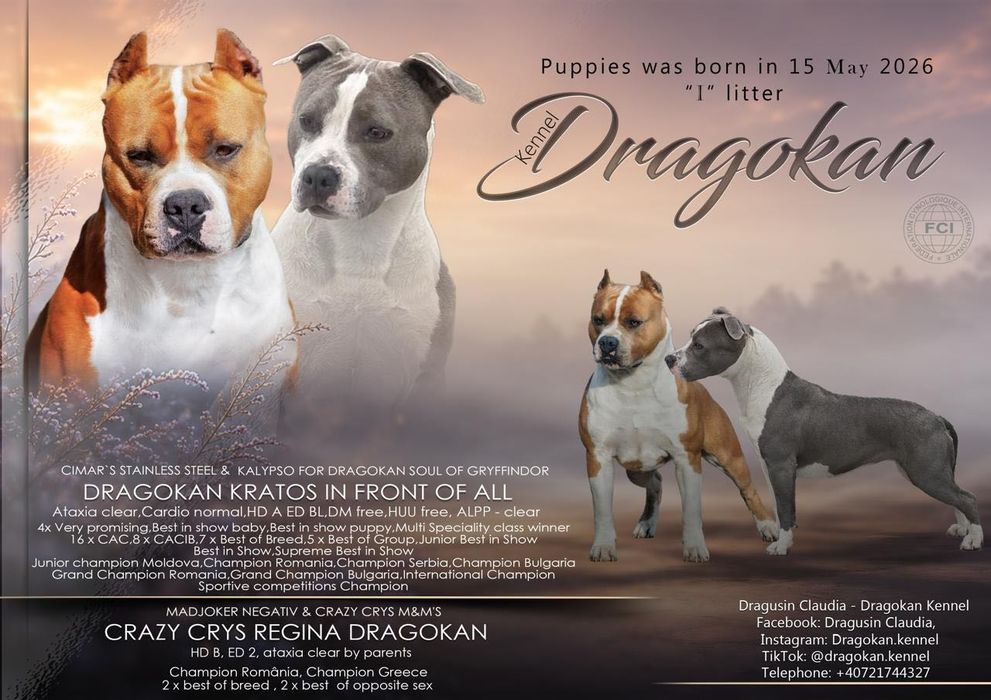Amstaff mascul rasă pură cu pedigree