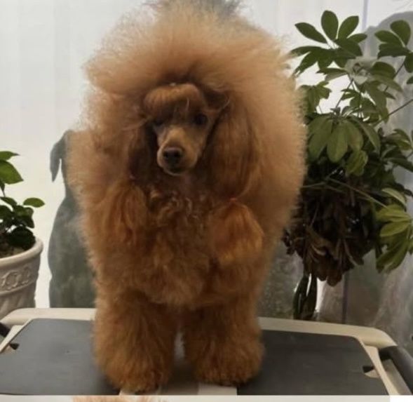 Той Пудел Ред Априкот