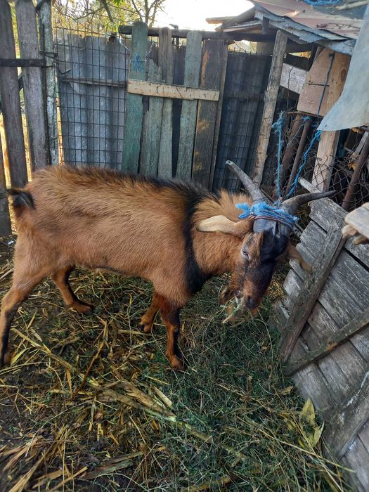 Tap alpin francez 2 ani Ialomita