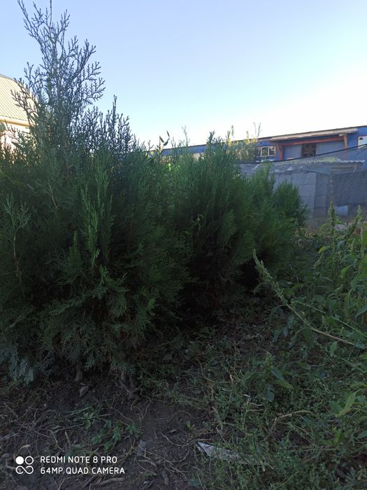 Продаётся туя брабант (западная)  от 90 см