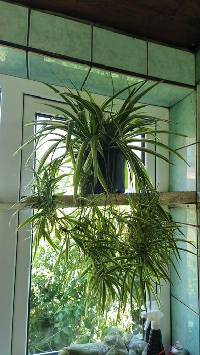 Продам много растений