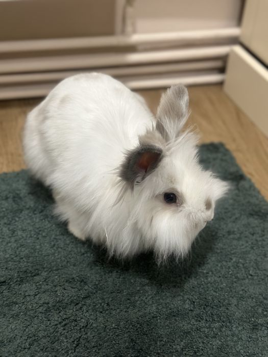 Vand Iepure pitic cap de leu