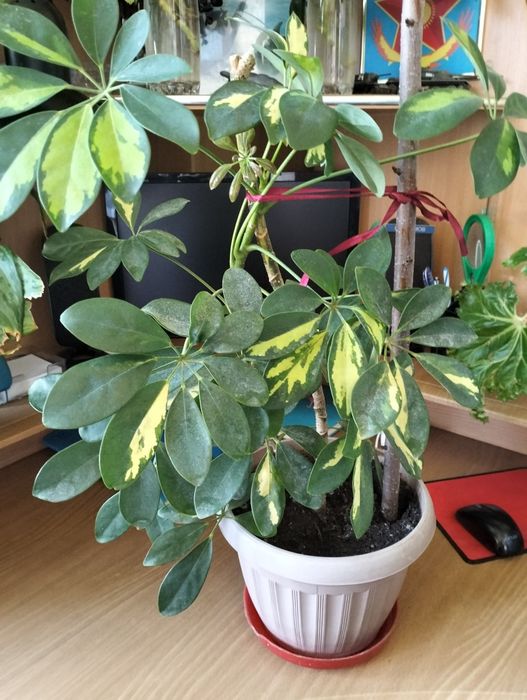 Цветочки для Вас