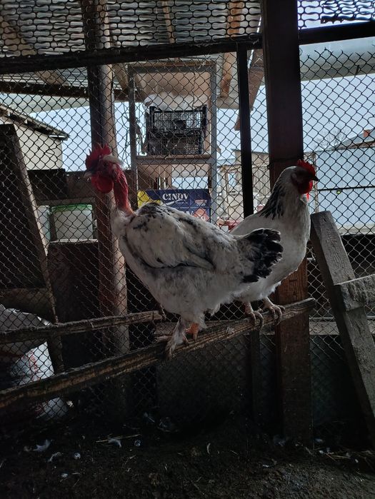 Испанка Голошейка қораздар