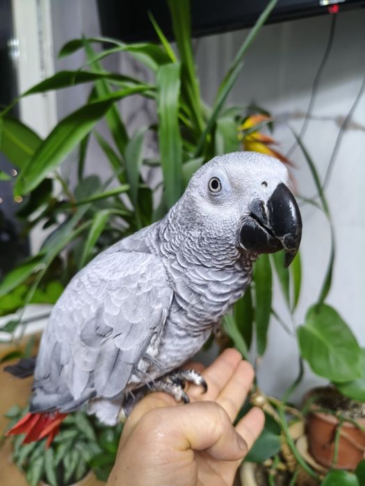 Малыш Жако начинает говорить