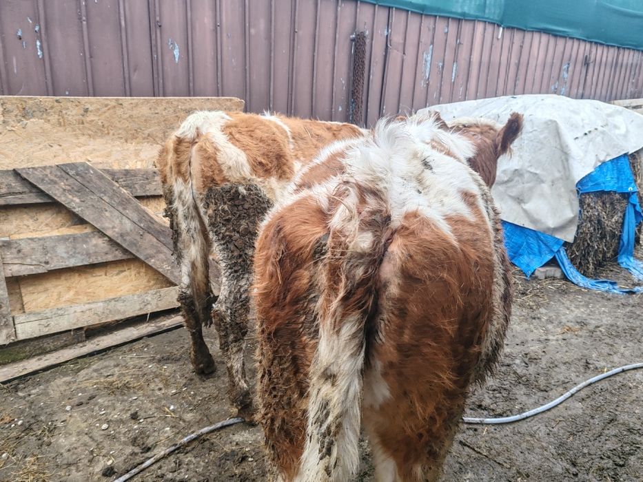 De vânzare junici bălțate