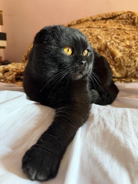 Вязка наш мальчик ждет невест