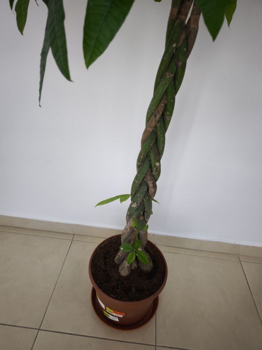 Arborele banilor Pachira tulpina impletita