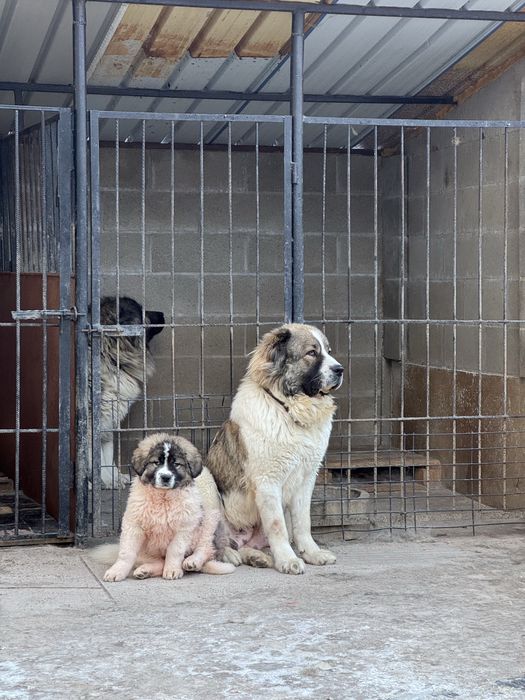 Кавказка овчарка