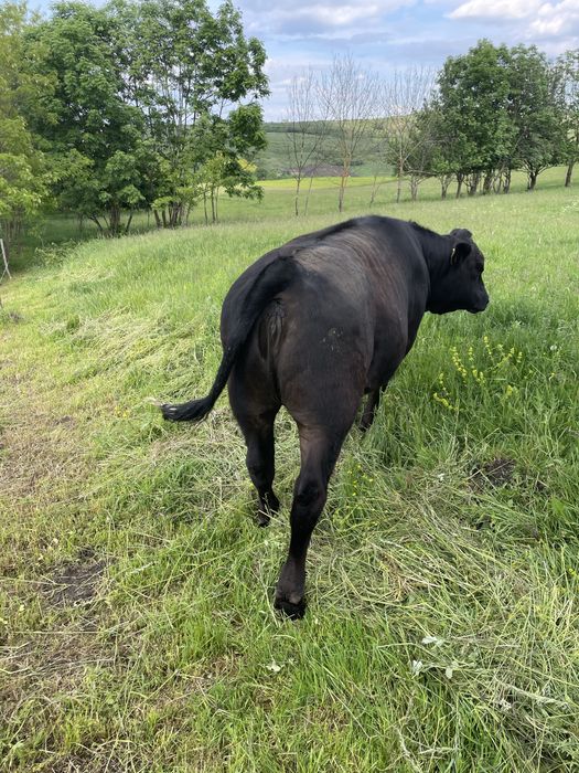 De vanzare vitea metis angus