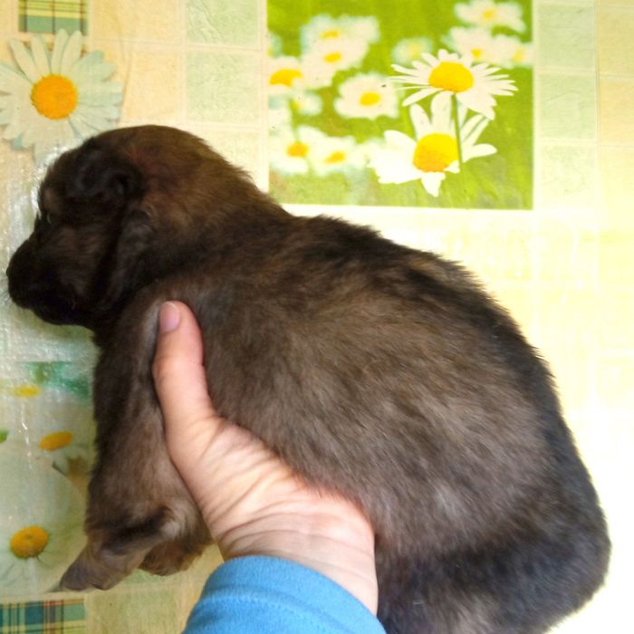 Щенок. Девочка. Отдам.