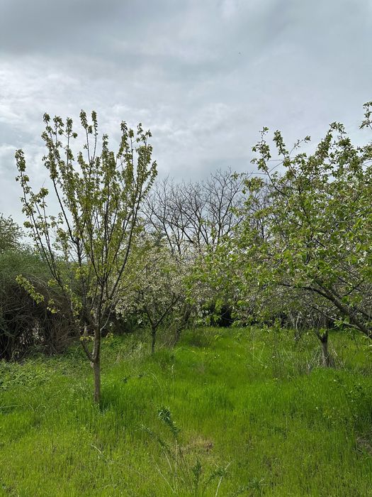 Vând teren intravilan Cosereni/ Boranesti
