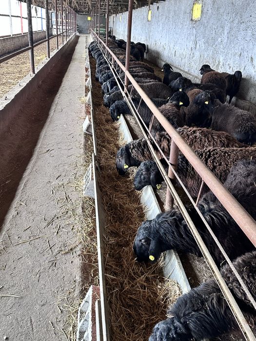 Эдилбай гибрит зотдор қўзи қўчқор қўйлар сотилади, оптом