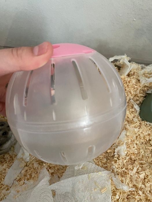 Hamster pitic de vanzare