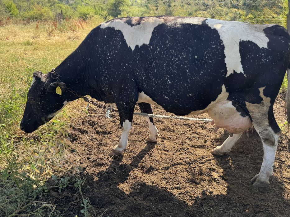 Продавам дойни крави