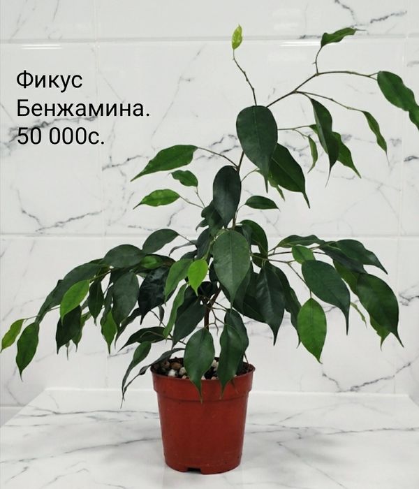 Комнатные цветы.