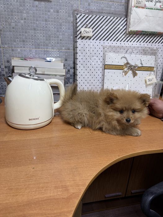 Мальчик шпиц два месяца