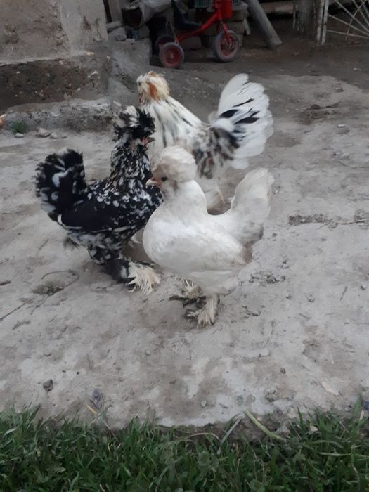 Паррандалар сотилади