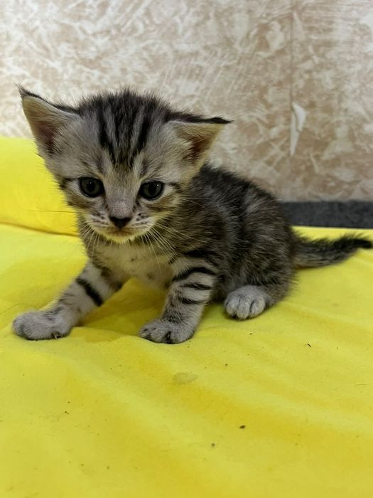 Продам красивых котят