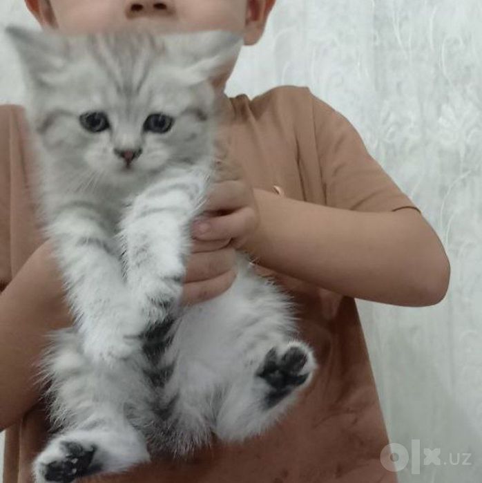 Zotdor Mushukcha , кошка