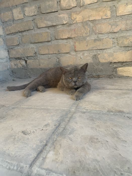 Продается кот породистый любиший хозяйна .Крупный британский кот