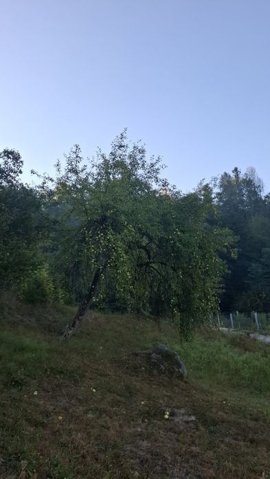 Vând mere de grădină