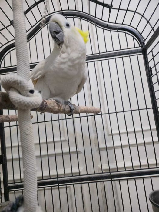 продам попугай какаду говорящий говорит