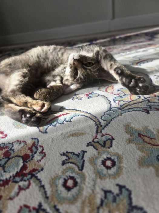 Отдам котенка за вознаграждения