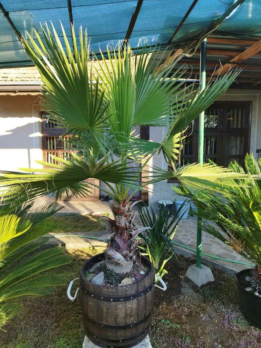 Продават се 30 годишни Палми