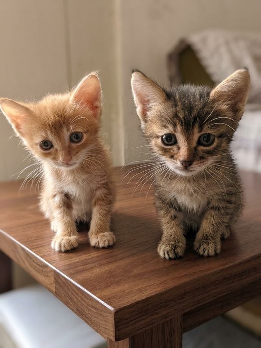 Срочно! Отдам котят в добрые руки бесплатно