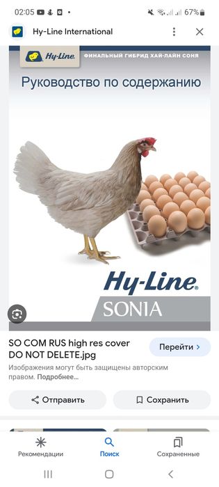 Хаммаси 100 % товук чикади. Сертухум Хай-лайн ва Ломан Сенди жужалари