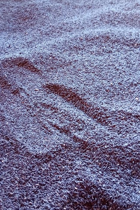 Vând floarea soarelui