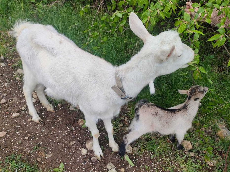 Vand capra si un iedut